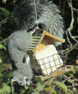 Squirrel on Bird Feeder